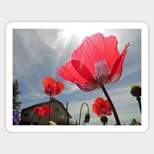 Poppies and Sky Sticker